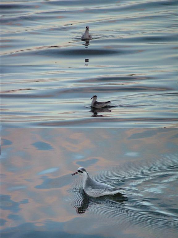 Grey Phalarope