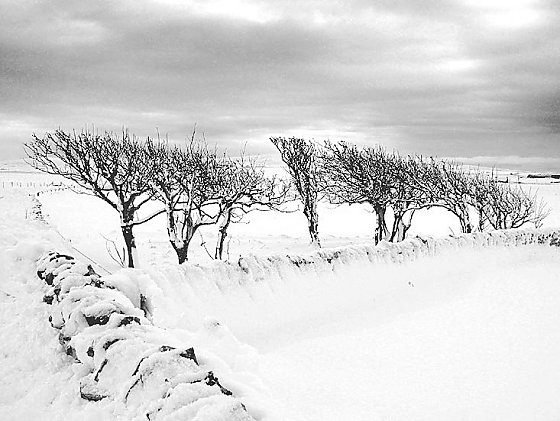 Sandwick Trees