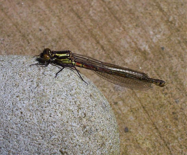 Dragonfly