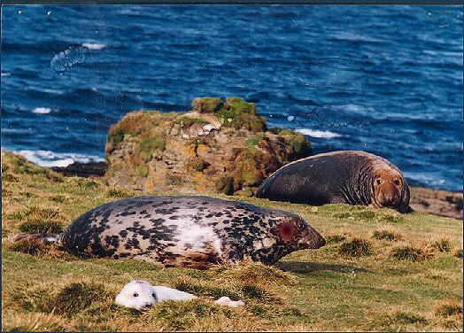Grey Seal Family