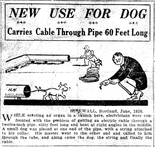 New use for dog