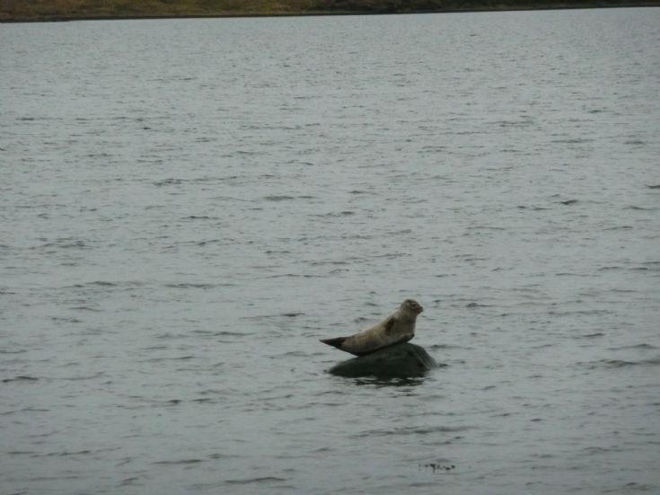 Seal Resting
