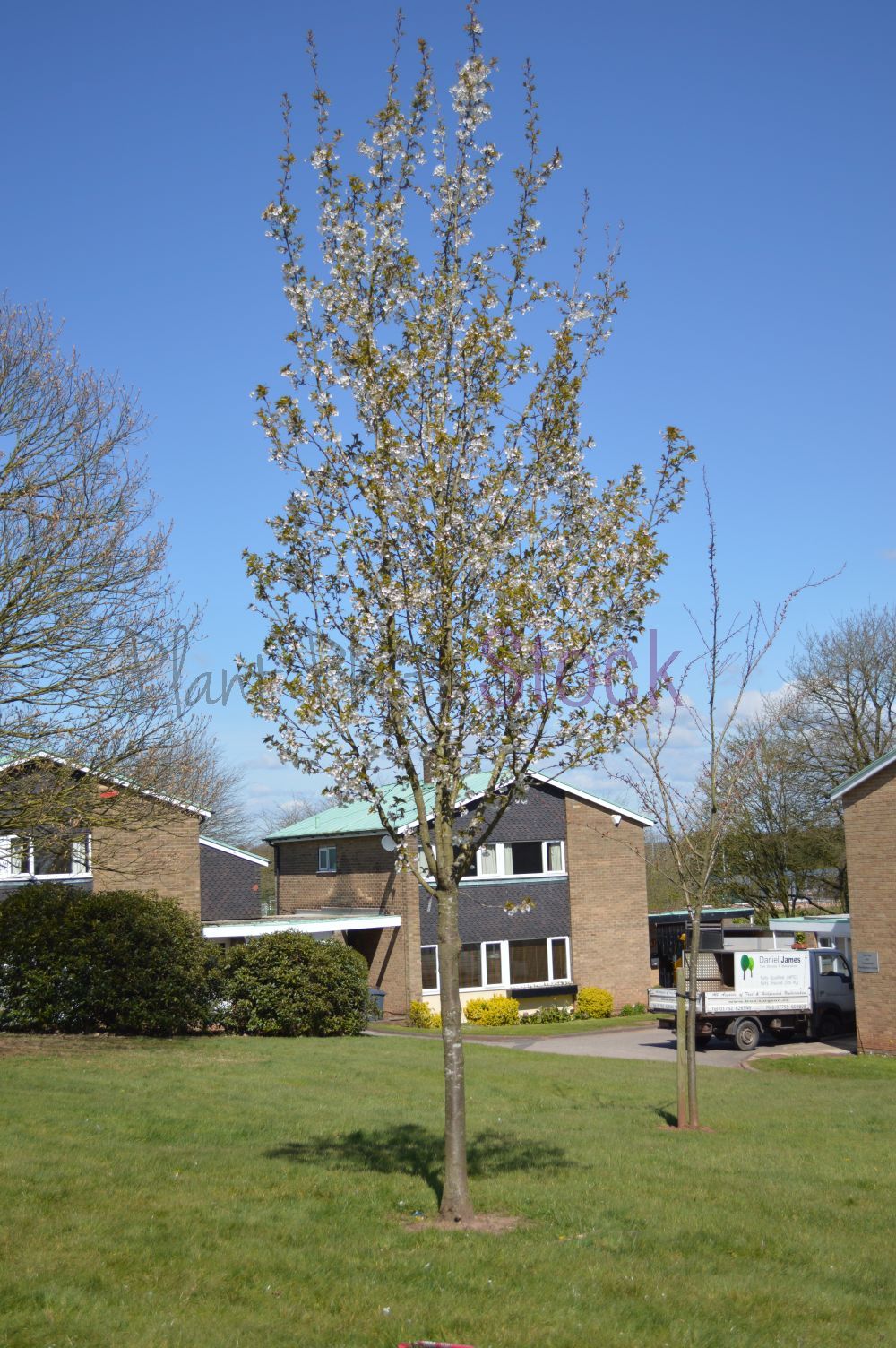 Prunus Snow Goose 1588 Plant Photo Stockplant Photo Stock
