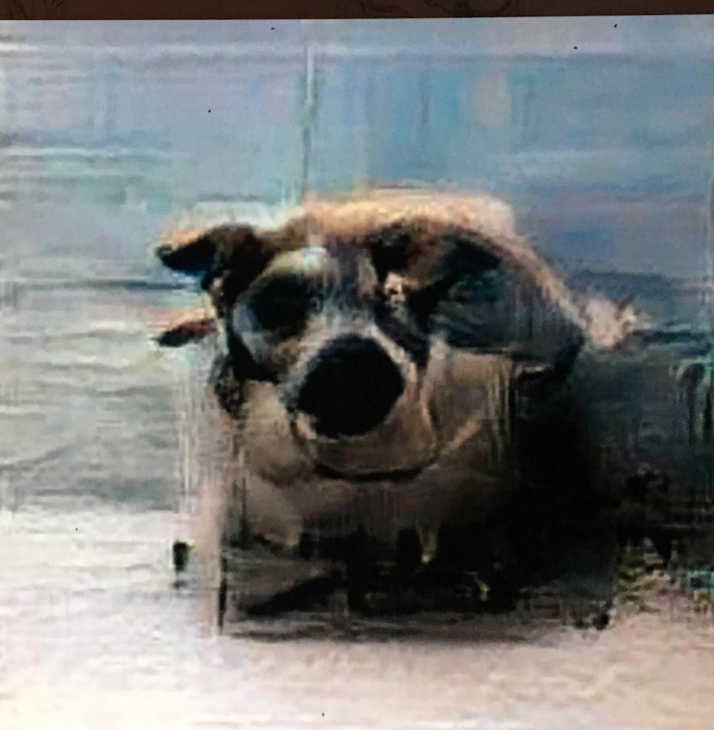 Image1