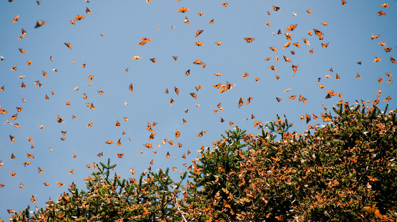 general-butterflies