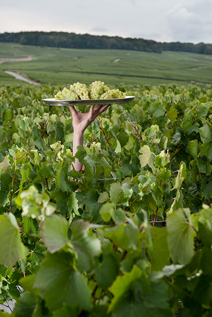 Krug-Vendanges-1-Crédits-BBDO2