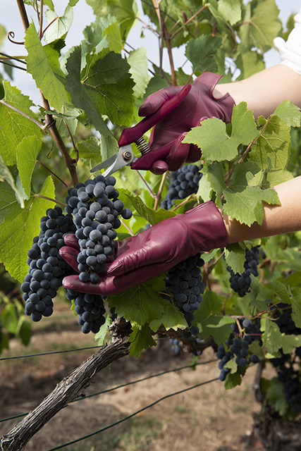 Krug-Vendanges-2-Crédits-BBDO3