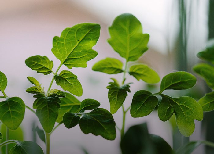 Adaptogens: Could Going Green’ Reduce Your Stress?