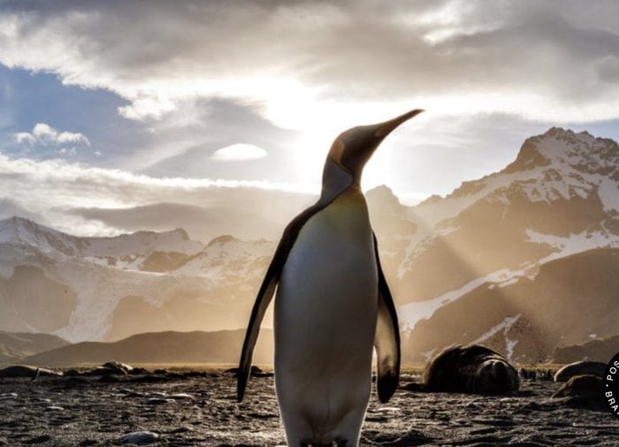 Weleda Partners With TerraCycle To Save the Penguins