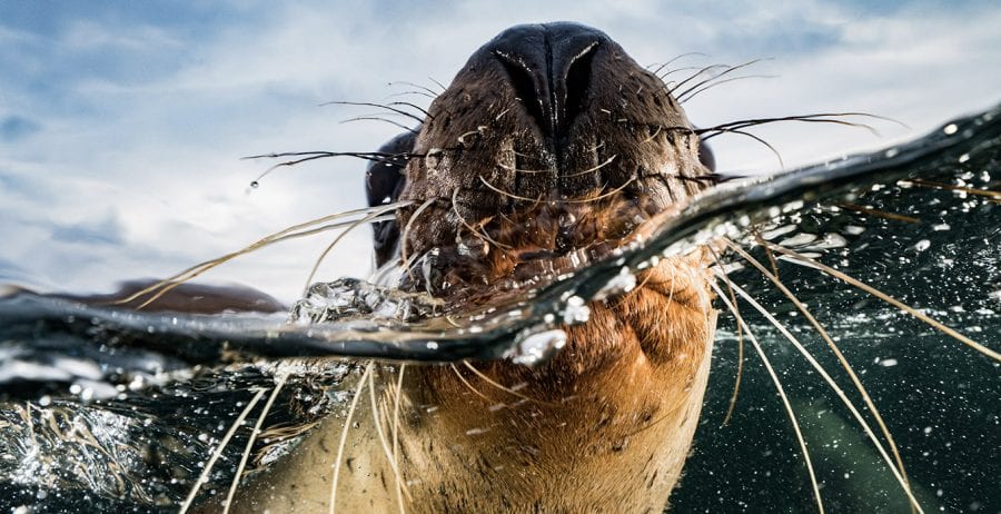 A call to action by Cristina Mittermeier, SeaLegacy