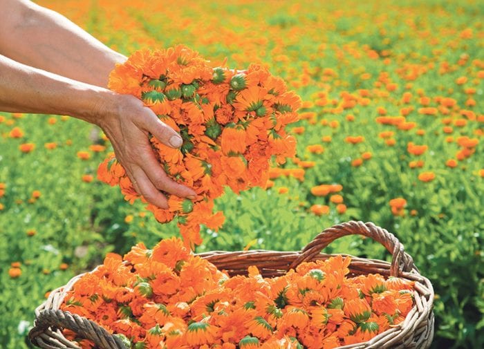 Discover Weleda’s charming garden in Derbyshire