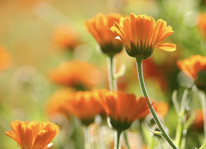Five ways to use calendula oil