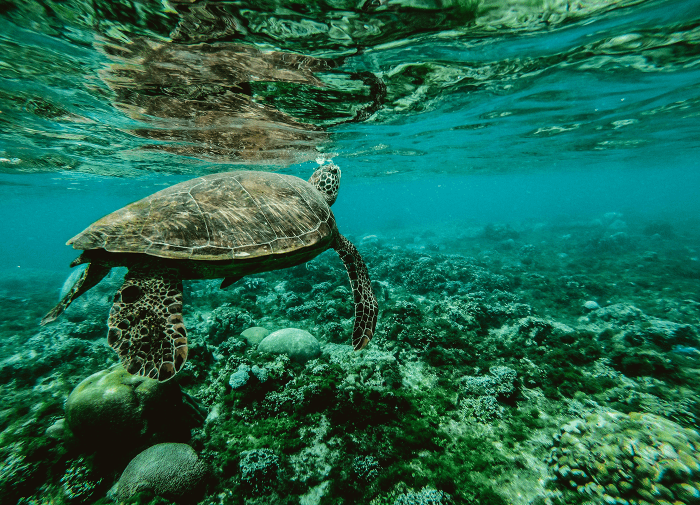 How to celebrate World Oceans Day, at a distance