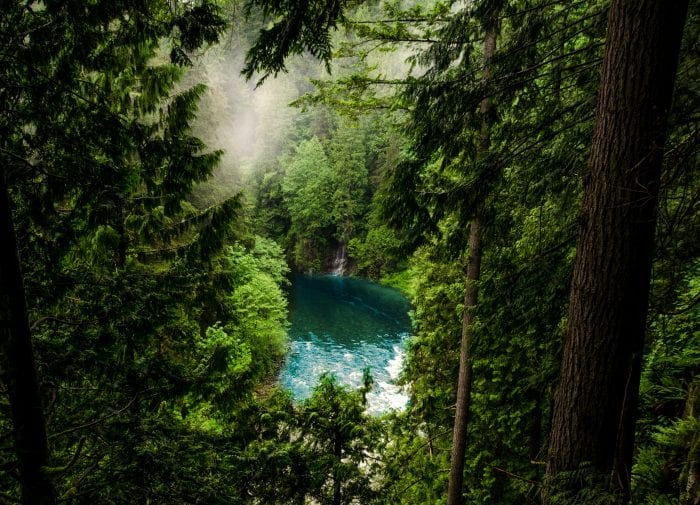 World Rainforest Day, how we can help a flailing ecosystem?