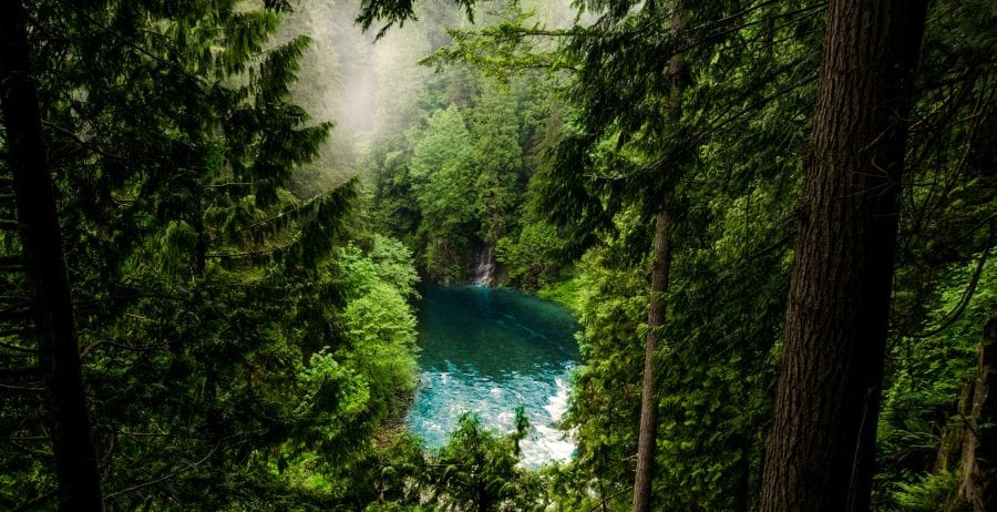 World Rainforest Day, how we can help a flailing ecosystem?