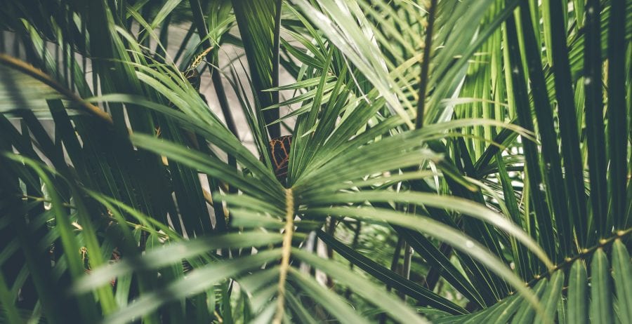 Everything you need to know about palm oil, in celebration of International Orangutan Day