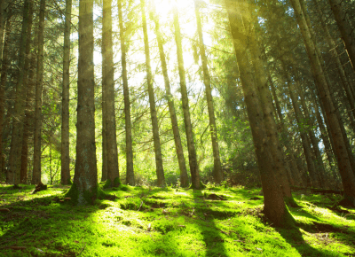 Positive Luxury supports the Climate and Ecological Emergency Bill