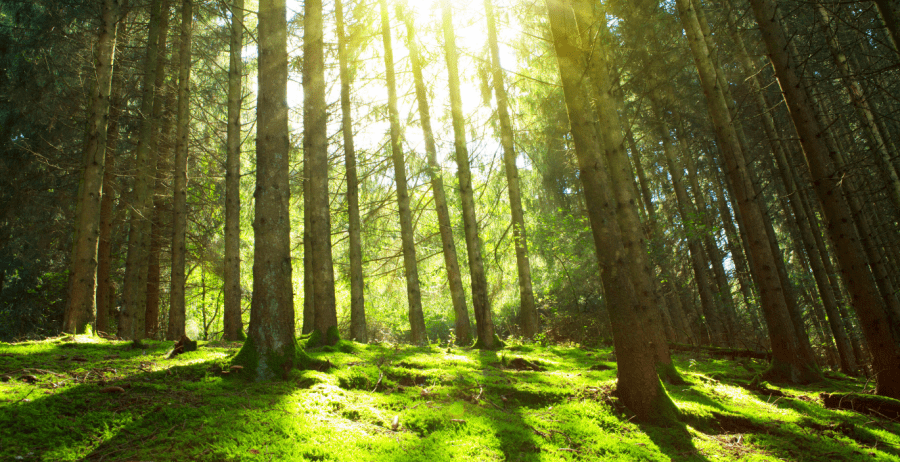 Positive Luxury supports the Climate and Ecological Emergency Bill