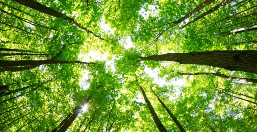 How will you influence your suppliers over the next 5 years to become more responsible?