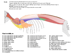 Supplementary Illustration - Revisiting paravertebral muscles in rabbits and hares