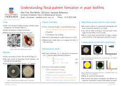 Understanding floral pattern formation in yeast biofilms