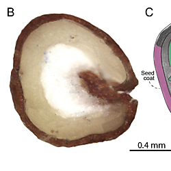 Characterization of seed structures in Atriplex lentiformis