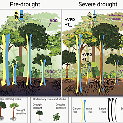 Data for "Leaf-level metabolic changes in response to drought affect daytime CO<sub>2</sub> emission and isoprenoid synthesis pathways"