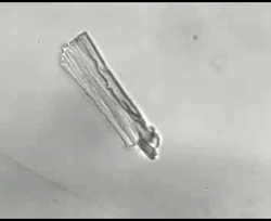 Myocyte contracting in hydrogel