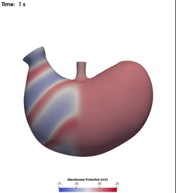Supplementary Material for "Neural Regulation of Rat Gastric Electrophysiology and Motility: Measurement and Modelling", Omkar N. Athavale, Doctoral Thesis.