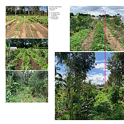 Daniel Kelly: To grow food without oil (forests must return)