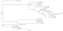 Supplementary Data 2 - phylogenetic tree, presence-absence dendrogram, ancestral state reconstruction, and hybrid-parent alignment data