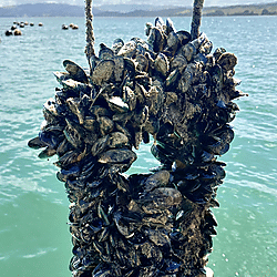 Mohamed Salman Mohamed Haniff: From juvenile seeds to market-ready mussels