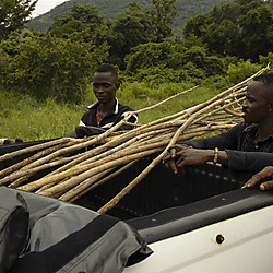 Branches harvested for making fish trap braces