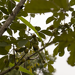 Leaf and fruit of trees harvested for making fish trap braces