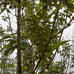 Leaf and fruit of trees harvested for making fish trap braces
