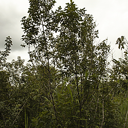 Trees harvested for making fish trap braces