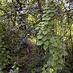 Vines growing near the Black Volta River