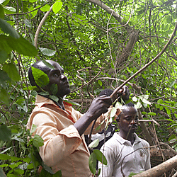 Harvesting vines for rope making