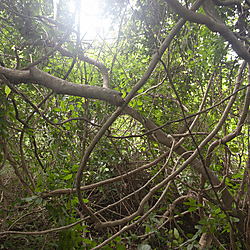 Vines growing near the Black Volta River
