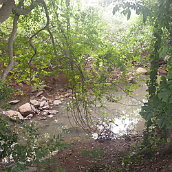 Riparian forest along the Black Volta River