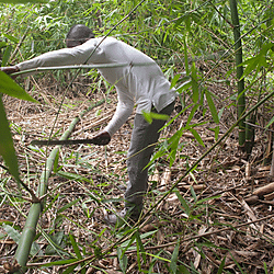 Cutting bamboo for carrying