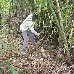 Harvesting bamboo
