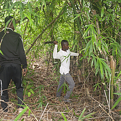 Harvesting bamboo