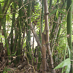 Bamboo grove