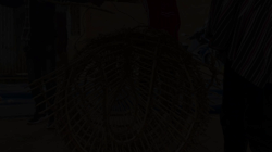 Demonstrating how to remove fish from a basketry fish trap