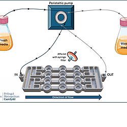 Biofilm flow device set-up - Duckworth 2018