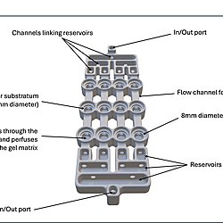 Schematic of the Duckworth biofilm flow device including dimensions
