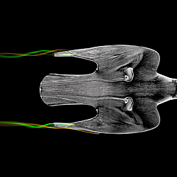 Vortices enable the complex aerobatics of peregrine falcons