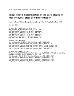 Fluorescence Microscope Images of Differentiating Mesenchymal Stem cells