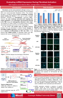 Evaluating miRNA Expression During Fibroblast Activation